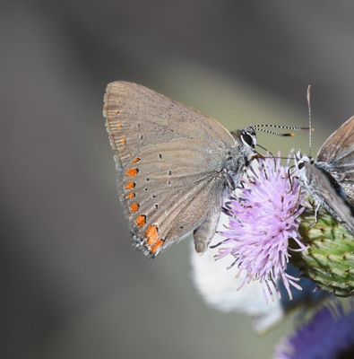 Coral Hairstreak: Satyrium titus