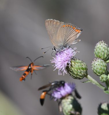 Coral Hairstreak: Satyrium titus