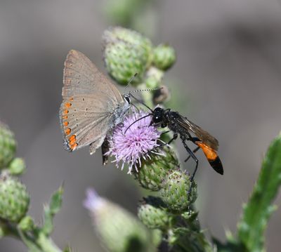 Coral Hairstreak: Satyrium titus with Wasp