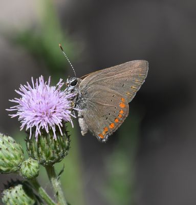 Coral Hairstreak: Satyrium titus