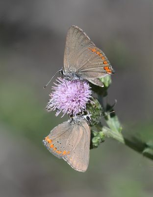 Coral Hairstreak: Satyrium titus