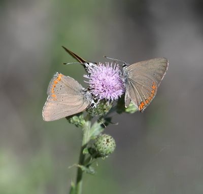 Coral Hairstreak: Satyrium titus