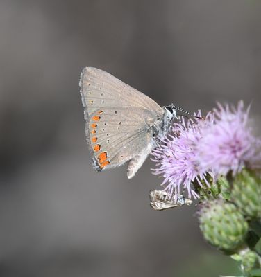 Coral Hairstreak: Satyrium titus