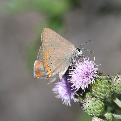 Coral Hairstreak: Satyrium titus
