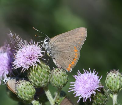 Coral Hairstreak: Satyrium titus