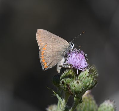 Coral Hairstreak: Satyrium titus
