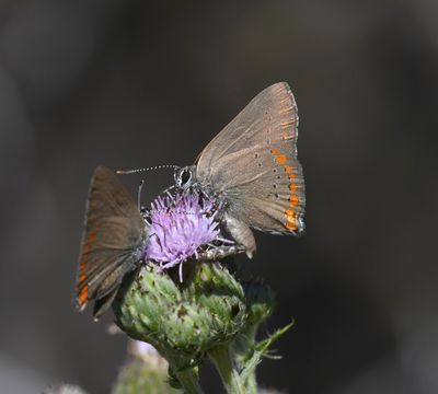 Coral Hairstreak: Satyrium titus