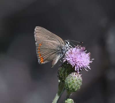 Coral Hairstreak: Satyrium titus