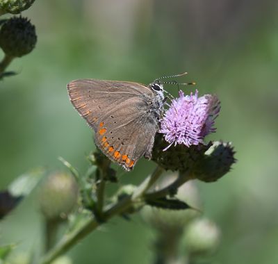 Coral Hairstreak: Satyrium titus