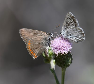 Coral Hairstreak: Satyrium titus