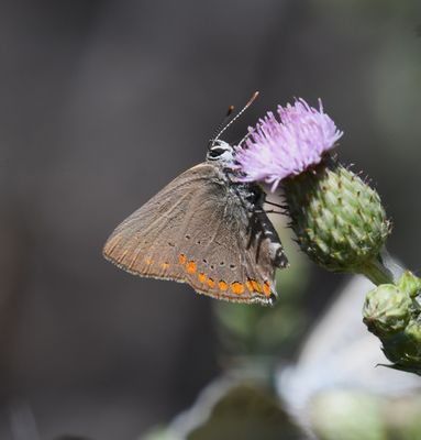 Coral Hairstreak: Satyrium titus