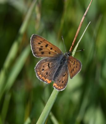 Purplish Copper: Lycaena helloides