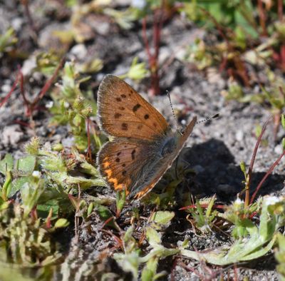 Purplish Copper: Lycaena helloides