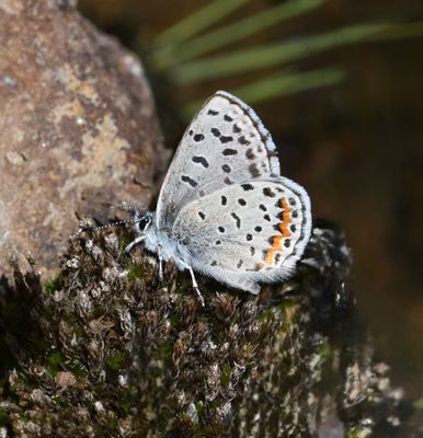Columbia Blue: Euphilotes columbiae