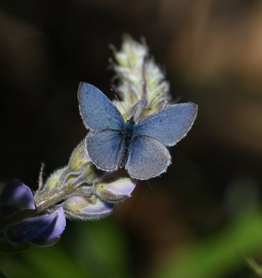 Echo Azure: Celastrina echo