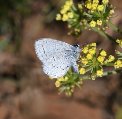 Echo Azure: Celastrina echo