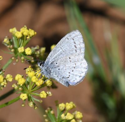 Echo Azure: Celastrina echo