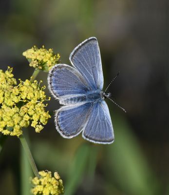 Boisduval's Blue: Icaricia icarioides