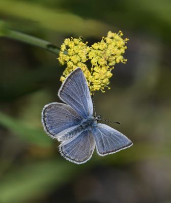 Boisduval's Blue: Icaricia icarioides