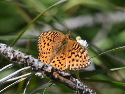 Atlantis Fritillary: Speyeria atlantis