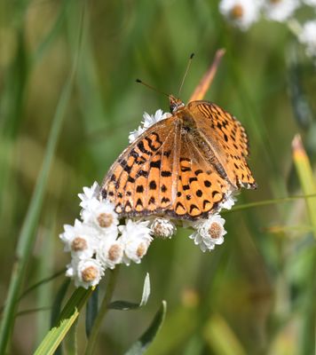 Atlantis Fritillary: Speyeria atlantis