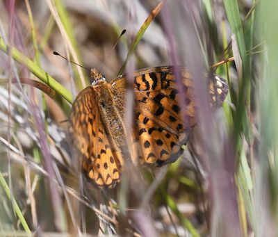Atlantis Fritillary: Speyeria atlantis