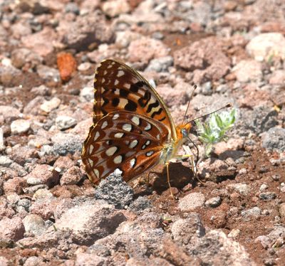 Zerene Fritillary: Speyeria zerene