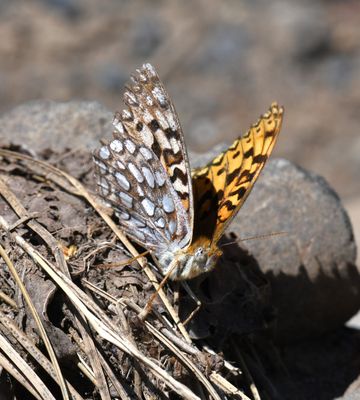 Coronis Fritillary: Speyeria coronis