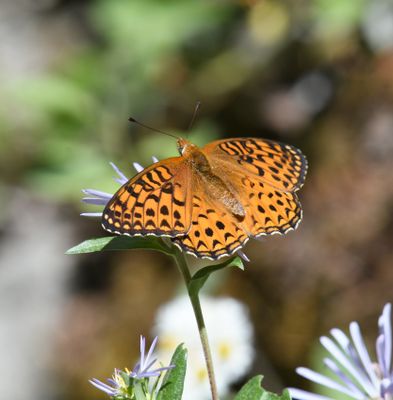 Atlantis Fritillary: Speyeria atlantis