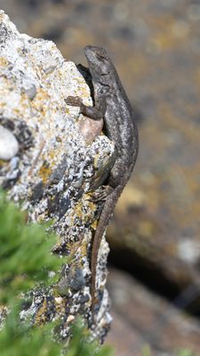 Western Fence Lizard