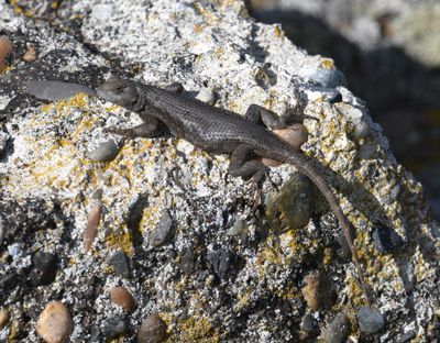 Western Fence Lizard