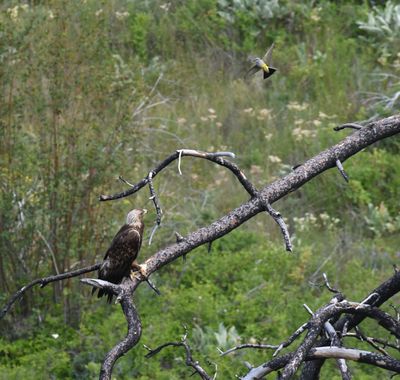 Golden Eagle