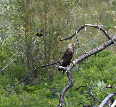 Golden Eagle