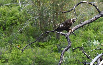 Golden Eagle