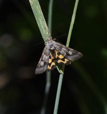 Moth