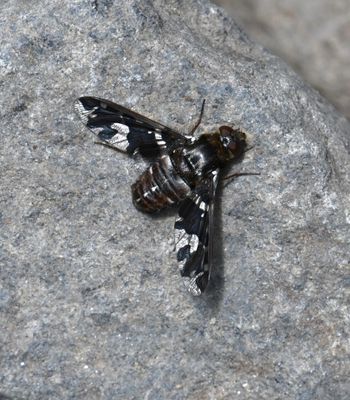 Fly