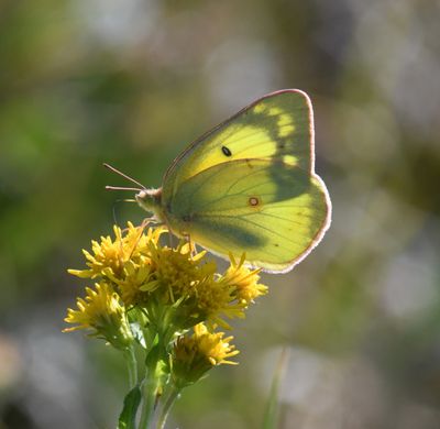 Orange Sulphur: Colias eurytheme