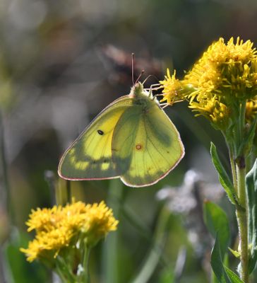 Orange Sulphur: Colias eurytheme
