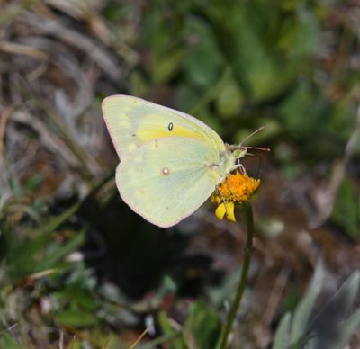 Orange Sulphur: Colias eurytheme