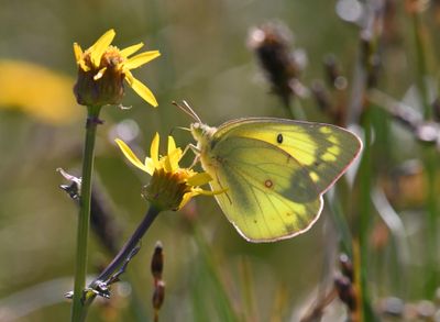 Orange Sulphur: Colias eurytheme