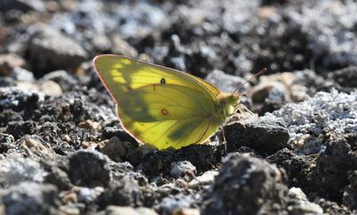 Orange Sulphur: Colias eurytheme