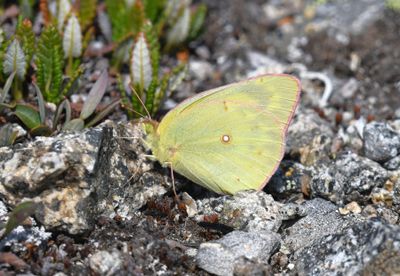 Orange Sulphur: Colias eurytheme