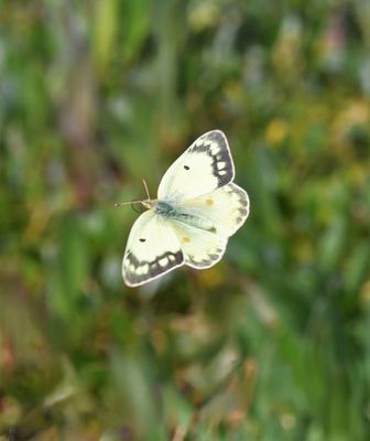 Orange Sulphur: Colias eurytheme