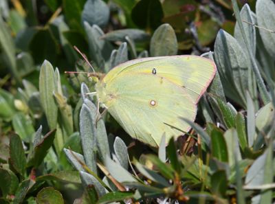 Orange Sulphur: Colias eurytheme