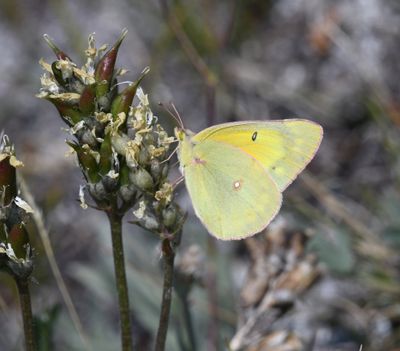 Orange Sulphur: Colias eurytheme