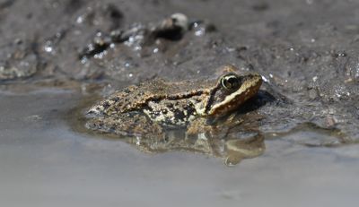 Cascade Frog
