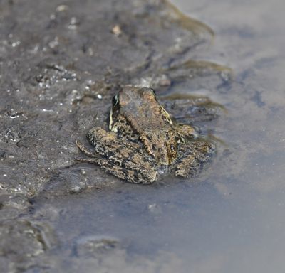 Cascade Frog