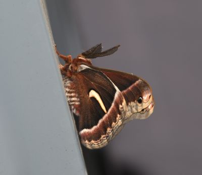 Ceanothus Silk Moth