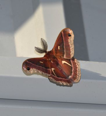 Ceanothus Silk Moth
