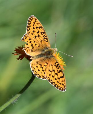 Mormon Fritillary: Speyeria mormonia